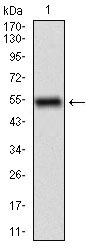 EM1706-11_1.jpg