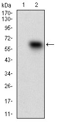 EM1706-11_2.jpg