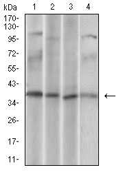 EM1706-11_3.jpg