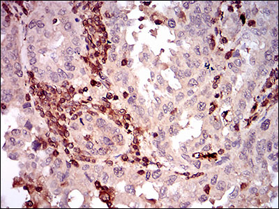 EM1706-11_5.jpg