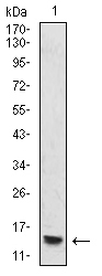 EM1706-19_1.jpg
