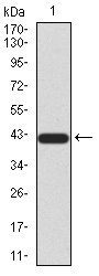 EM1706-23_1.jpg