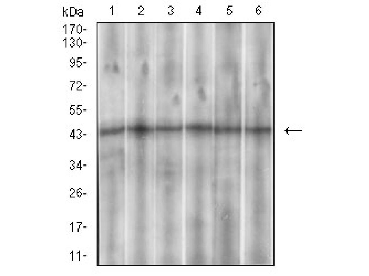 EM1706-39_2.jpg