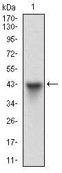 EM1706-45_1.jpg