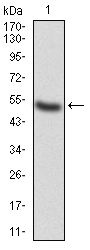 EM1706-63_1.jpg