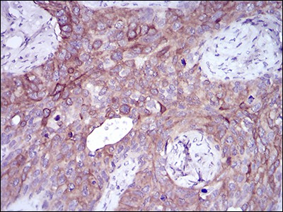 EM1706-65_5.jpg