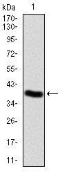 EM1706-68_1.jpg