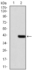 EM1706-68_2.jpg