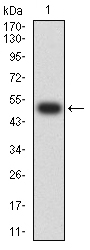 EM1706-72_1.jpg