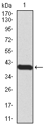 EM1706-93_1.jpg