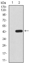 EM1706-93_2.jpg