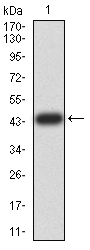 EM1707-34_1.jpg