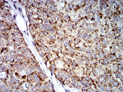 EM1707-34_5.jpg