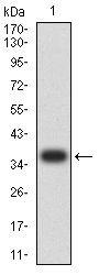 EM1707-36_1.jpg