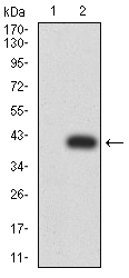 EM1707-36_2.jpg