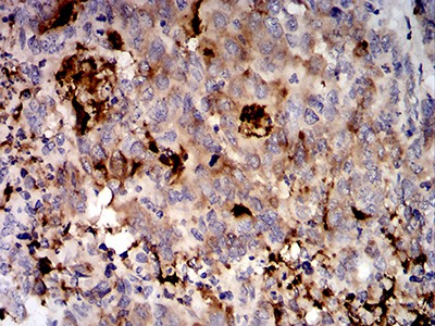 EM1707-36_3.jpg