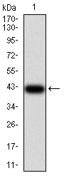 EM1707-66_1.jpg