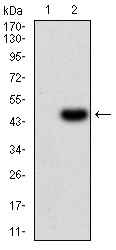 EM1707-66_2.jpg