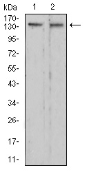 EM1707-66_3.jpg