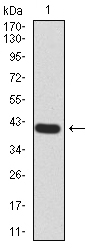 EM1707-77_1.jpg