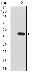 EM1707-77_2.jpg