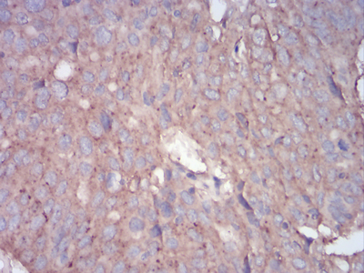 EM1707-77_5.jpg