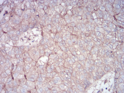 EM1707-77_6.jpg