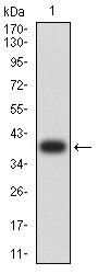 EM1707-94_1.jpg
