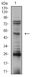 EM1707-94_3.jpg