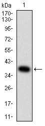 EM1707-95_1.jpg