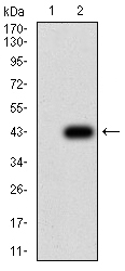 EM1707-95_2.jpg