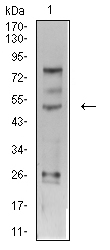 EM1707-95_3.jpg
