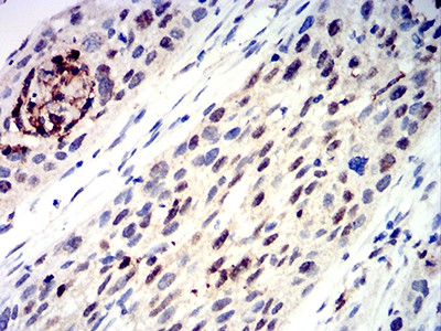 EM1707-95_4.jpg
