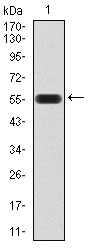 EM1708-14_1.jpg