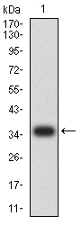 EM1708-42_1.jpg