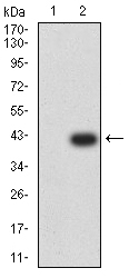 EM1708-42_2.jpg