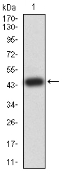 EM1708-51_1.jpg