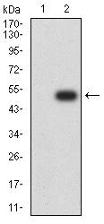 EM1708-51_2.jpg