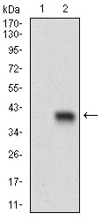 EM1708-55_2.jpg