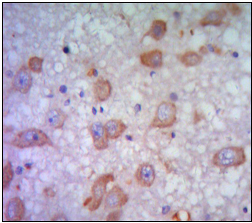 EM1708-88_3.jpg