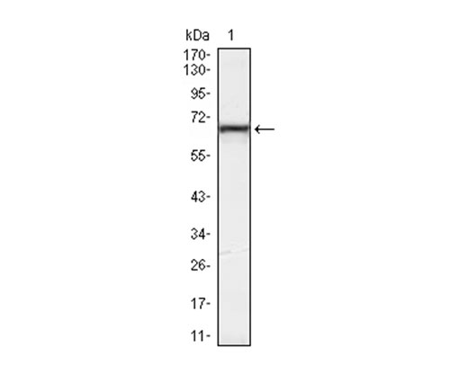 EM1709-16_1.jpg