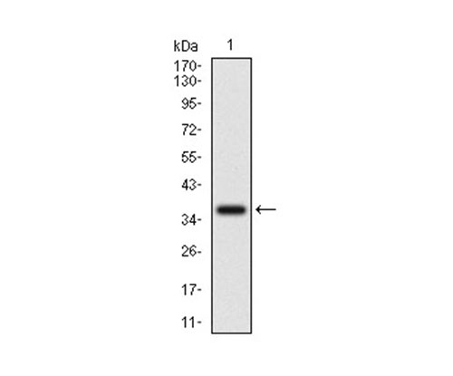 EM1709-19_1.jpg