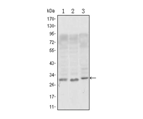 EM1709-21_1.jpg