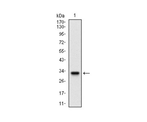 EM1709-22_1.jpg