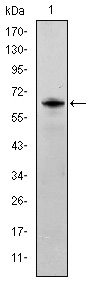 EM1709-88_1.jpg