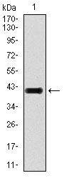 EM1709-93_1.jpg