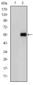 EM1709-99_1.jpg
