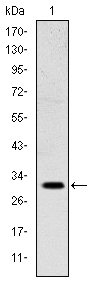 EM1710-19_1.jpg
