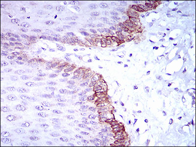 EM1710-25_2.jpg
