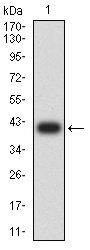 EM1710-99_1.jpg